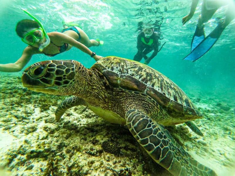 Cebu: Oslob Whale Sharks, Moalboal Sardine Run & Sea Turtles - Pickup and Drop-off Locations