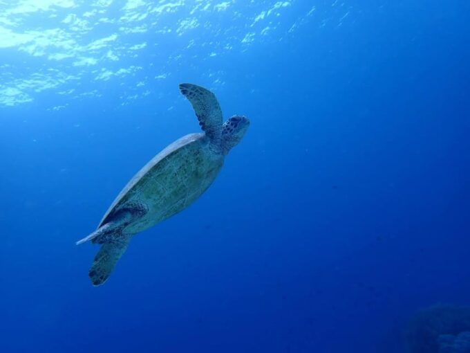 Cebu: Oslob Whale Sharks, Moalboal Sardine Run & Sea Turtles - Booking and Payment Options
