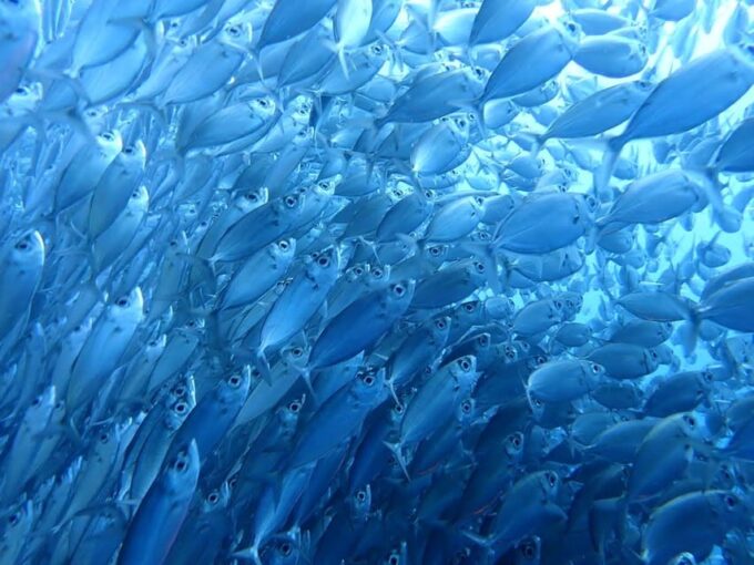 Cebu: Oslob Whale Sharks, Moalboal Sardine Run & Sea Turtles - Important Information to Know
