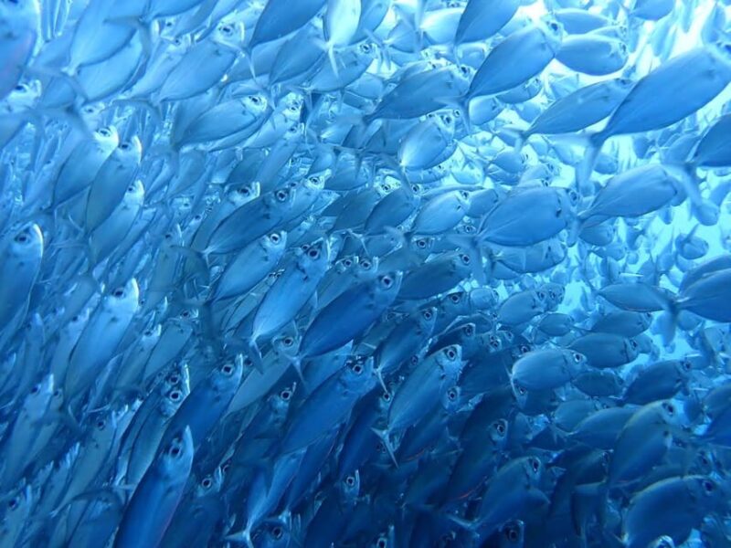 Cebu: Oslob Whale Sharks, Moalboal Sardine Run & Sea Turtles - Moalboal: Lunch and Marine Life