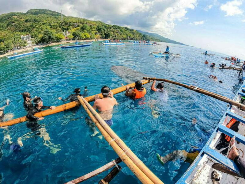 Cebu: Oslob Whale Sharks, Moalboal Sardine Run & Turtles - A Closer Look at the Tour Experience