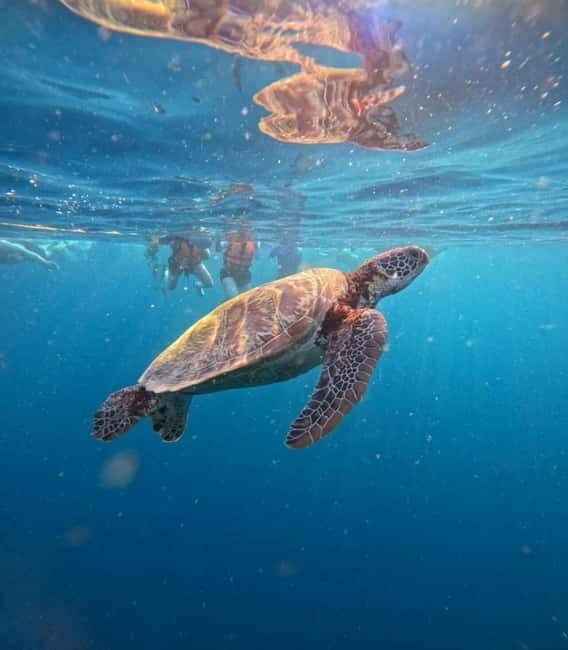 Cebu: Oslob Whale Sharks, Moalboal Sardine Run & Turtles - Who Will Love This Tour?