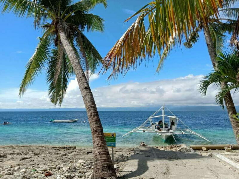 Cebu: Oslob Whale Sharks, Moalboal Sardine Run & Turtles - FAQ
