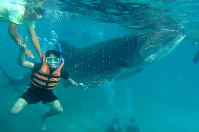 Cebu: Oslob Whale Sharks, Tumalog Falls and Sardines Snorkeling - What the Tour Offers: A Deep Dive into Each Stop