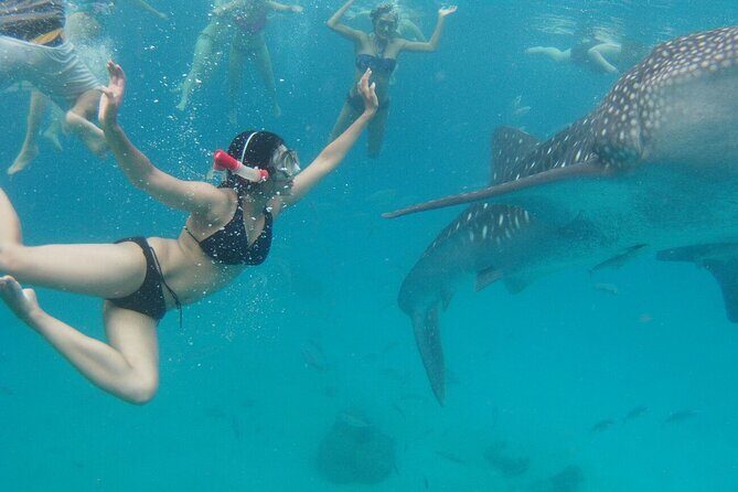 Cebu: Oslob Whale Sharks, Tumalog Falls and Sardines Snorkeling - Final Thoughts: Is It Worth It?
