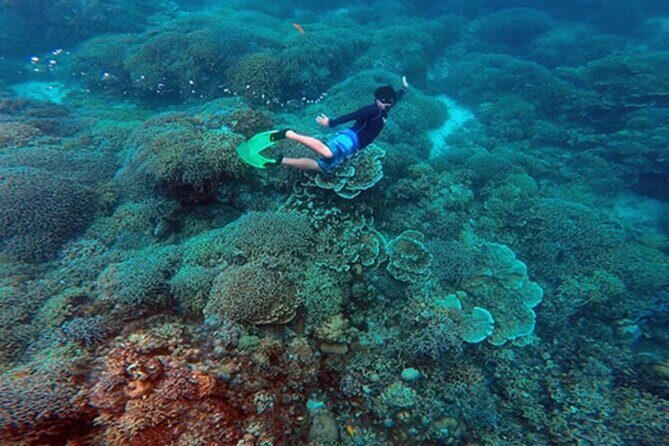Cebu: Oslob Whale Sharks, Tumalog Falls and Sardines Snorkeling - FAQ