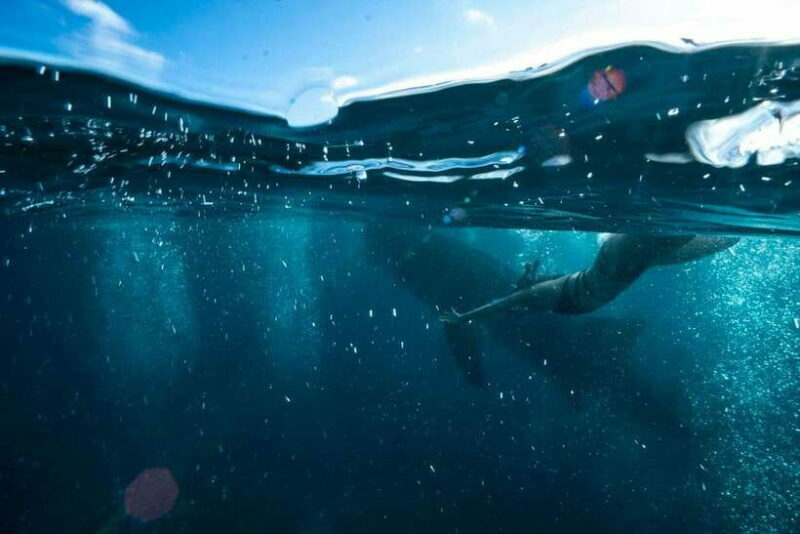 Cebu: Oslob Whale Sharks, Tumalog Falls & Sardine Snorkeling - The Experience in Detail