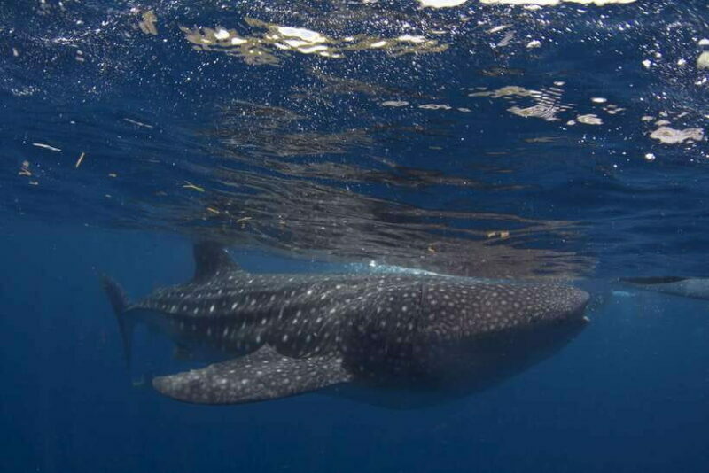 Cebu: Oslob Whale Sharks, Tumalog Falls & Sardine Snorkeling - Who Will Love This Tour?