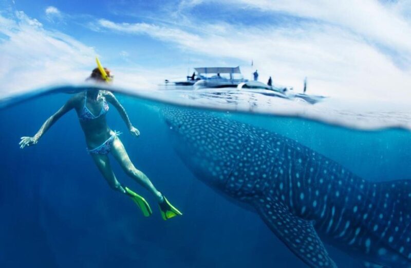 Cebu: Oslob Whale Sharks, Waterfall & Sardine Snorkeling - Pickup and Itinerary