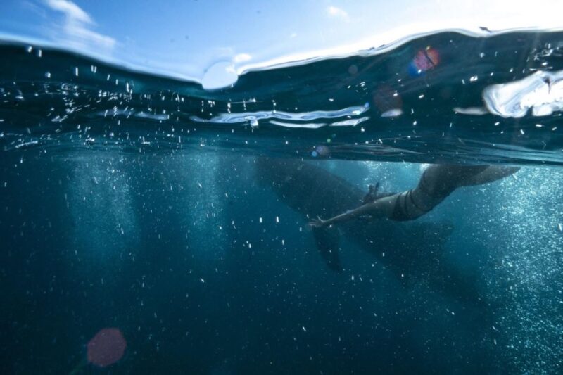 Cebu: Oslob Whale Sharks, Waterfall & Sardine Snorkeling - Whale Shark Swimming