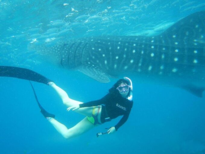 Cebu: Oslob Whale Sharks, Waterfall & Sardine Snorkeling - Important Considerations