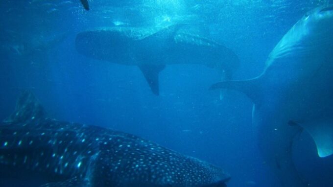 Cebu: Oslob Whale Sharks, Waterfall & Sardine Snorkeling - Customer Feedback