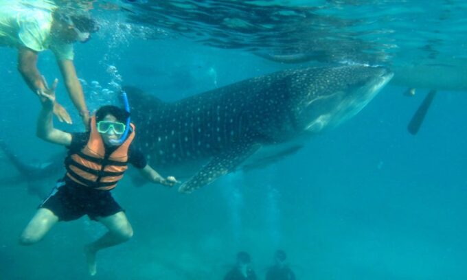 Cebu: Oslob Whale Sharks, Waterfall & Sardine Snorkeling - Frequently Asked Questions