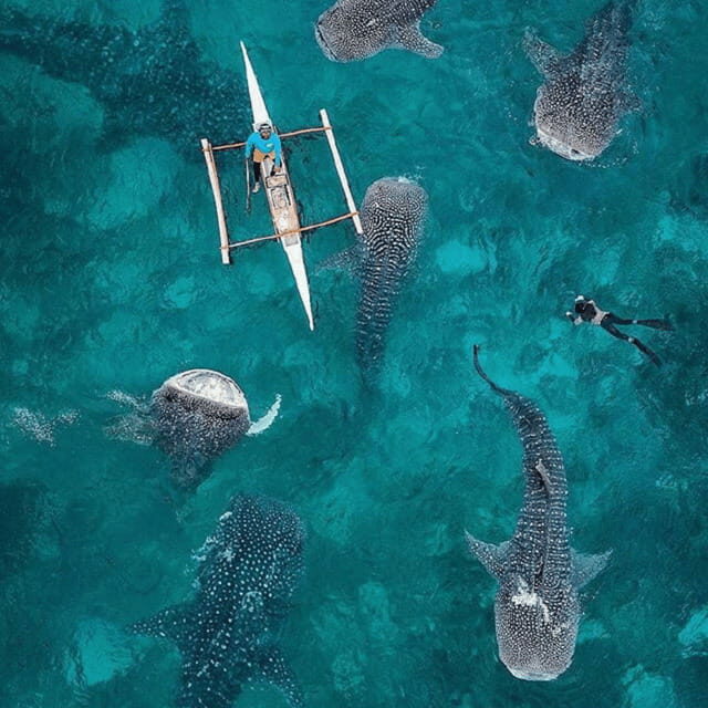 Cebu: Oslob Whaleshark Experience Shared Tour - An In-Depth Look at the Experience