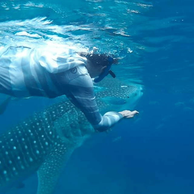 Cebu: Oslob Whaleshark Experience Shared Tour - The Experience’s Strengths and Considerations