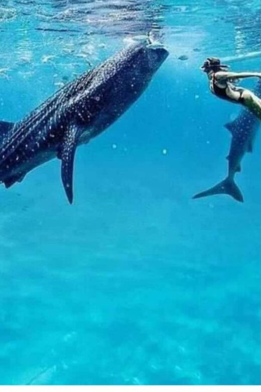 Cebu: Oslob Whaleshark Experience Shared Tour - The Sum Up