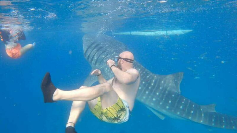 Cebu: Oslob Whaleshark & Sardines Run Snorkeling Day Tour - Key Points