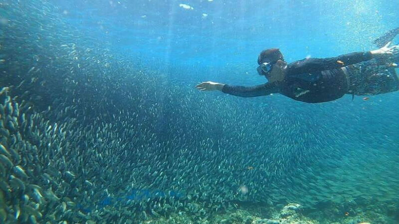 Cebu: Oslob Whaleshark & Sardines Run Snorkeling Day Tour - Why This Tour Is Best For