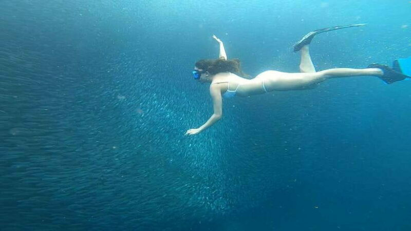 Cebu: Oslob Whaleshark & Sardines Run Snorkeling Day Tour - FAQ