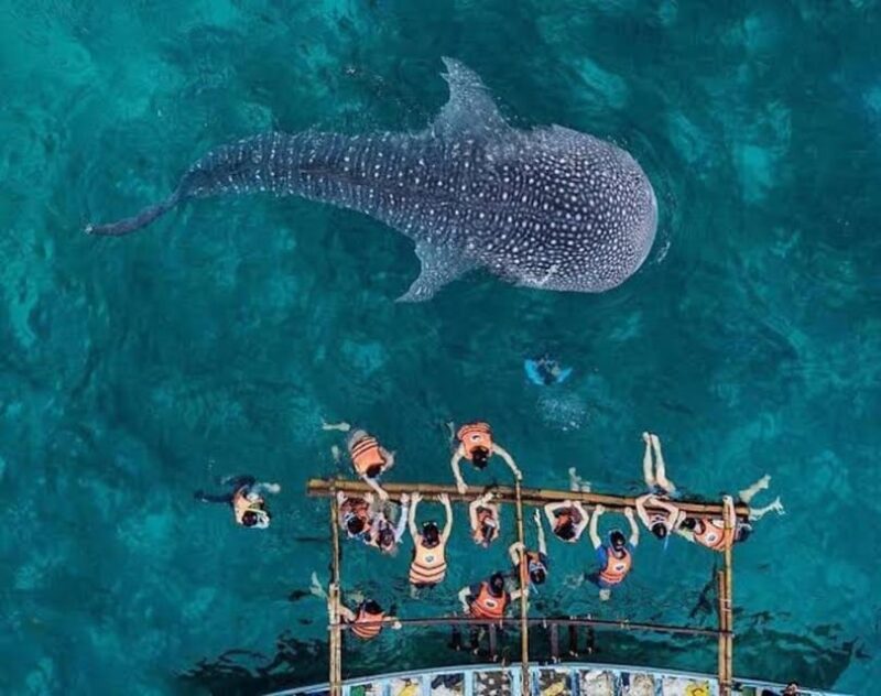 Cebu; Oslob Whaleshark Watching Day Tour - Included Equipment and Gear