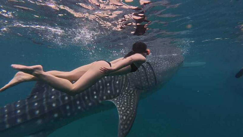 Cebu Oslob WhaleShark,Inambakan Falls& Moalboal Sardines Run - Final Thoughts