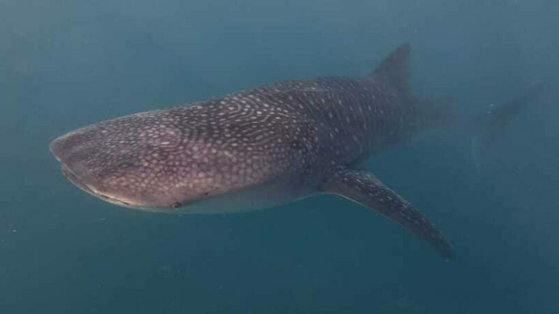 Cebu Oslob WhaleShark,Inambakan Falls& Moalboal Sardines Run - FAQ