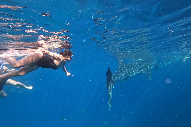 Cebu Oslob Whalesharks, Sumilon & Kawasan Waterfalls Tour - Whale Shark Snorkeling in Oslob