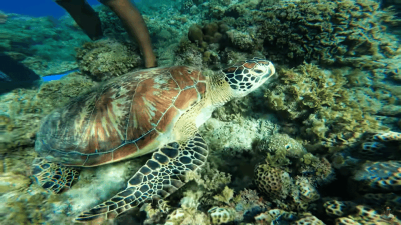 Cebu: Osmeña Peak Hike and Moalboal Snorkeling Escape - Important Information
