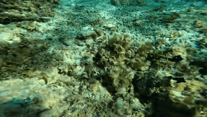 Cebu: Osmeña Peak Hike and Moalboal Snorkeling Escape - Recommended Items