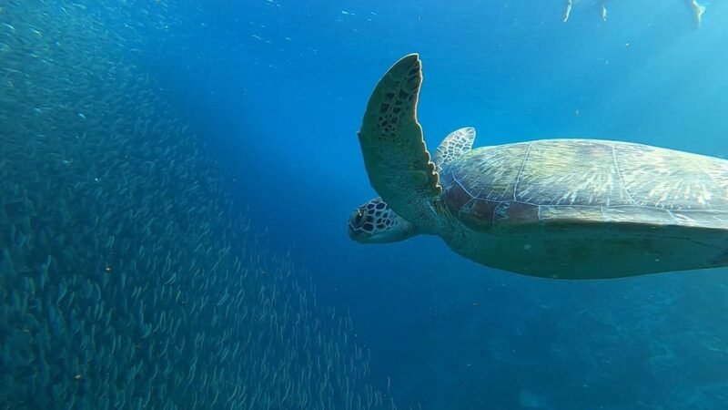 Cebu: Osmeña Peak Hike and Sardines Run Snorkel Adventure - Highlights and Attractions