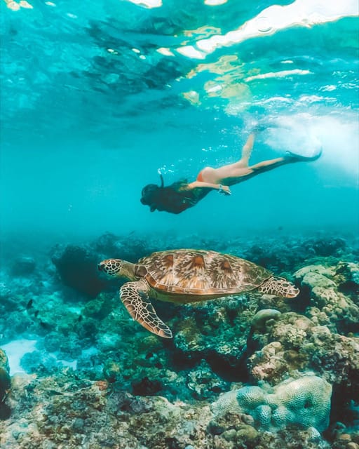 Cebu: Osmeña Peak Hike and Sardines Run Snorkel Adventure - Marine Biodiversity and Snorkeling