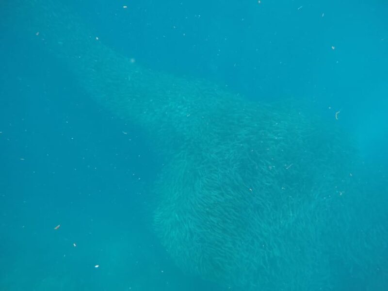 Cebu Pick-up: Kawasan Canyoneering & Sardines Run and Turtle - Itinerary