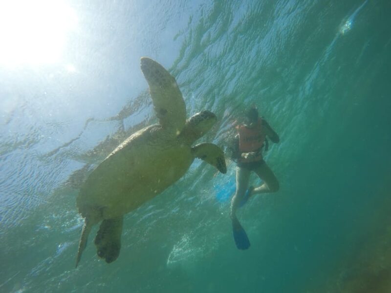 Cebu Pick-up: Kawasan Canyoneering & Sardines Run and Turtle - Canyoneering Adventure