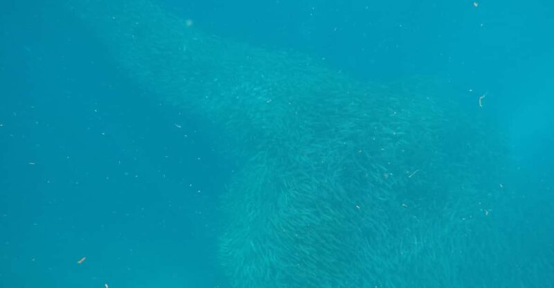 Cebu Pick-up: Kawasan Canyoneering & Sardines Run and Turtle - Frequently Asked Questions