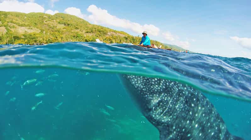 Cebu Pick-up: Whale Shark Encounter and Kawasan Canyoneering - Key Points