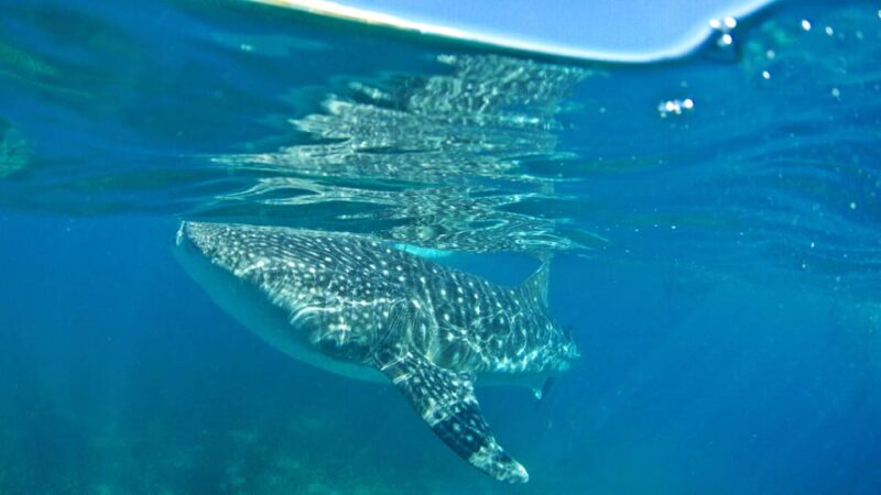 Cebu Pick-up: Whale Shark Encounter and Kawasan Canyoneering - Pickup and Drop-off Locations