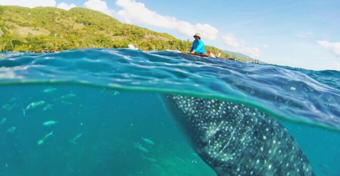 Cebu Pick-up: Whale Shark Encounter and Kawasan Canyoneering - Minimum Participant Requirement