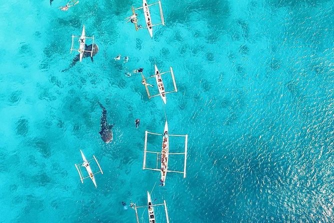 Cebu: Private Tour- Osmena Peak+Oslob Whaleshark+Tumalog Falls - Breathtaking Tumalog Falls