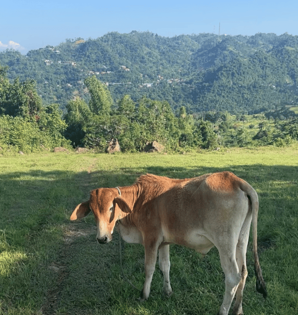 Cebu: Quick Hiking Trip Outside of the Concrete Jungle - Inclusions and Requirements