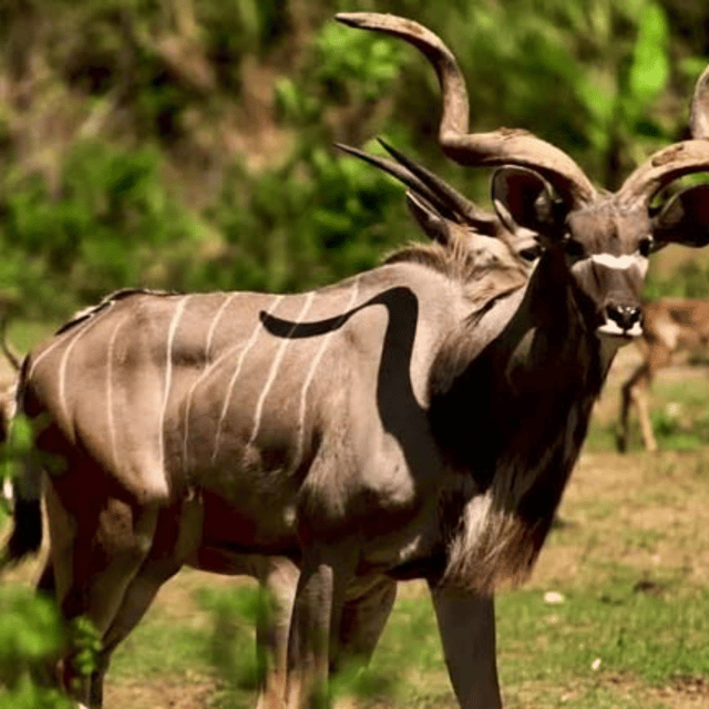 CEBU: Safari Adventure - Key Points