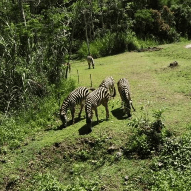 CEBU: Safari Adventure - Meeting Point and Pickup