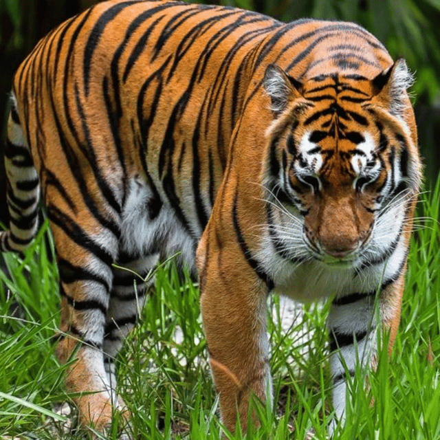 CEBU: Safari Adventure - Reservation and Cancellation