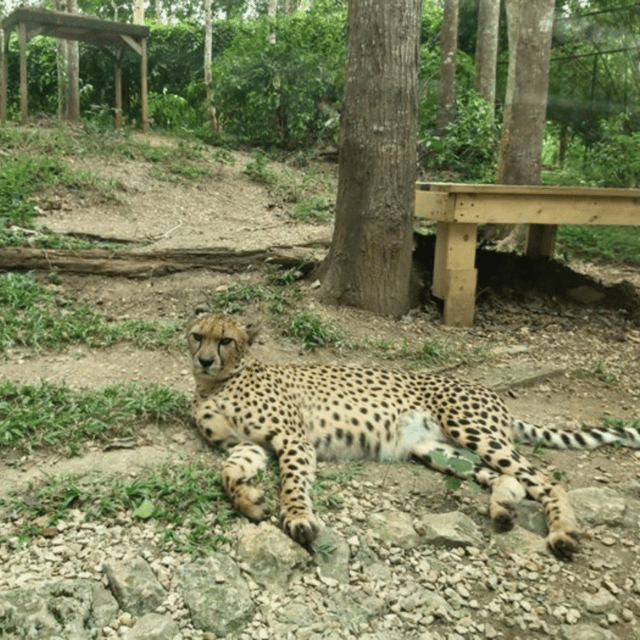 CEBU: Safari Adventure - Experience and Recommendations