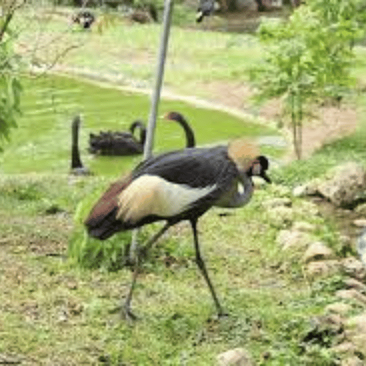 CEBU: Safari Adventure - Frequently Asked Questions