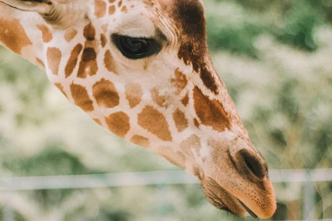 Cebu Safari Adventure - Customer Reviews and Ratings