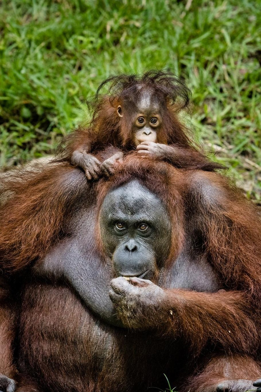 Cebu Safari & Adventure Park - Animal Exhibits and Attractions