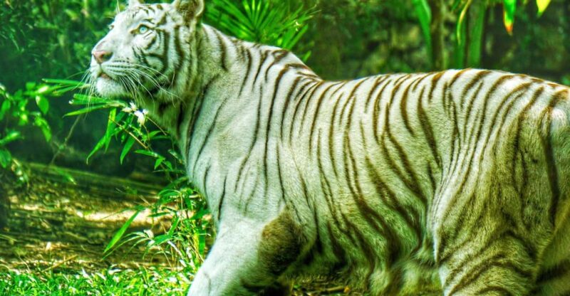 Cebu Safari & Adventure Park - Visitor Experiences and Activities
