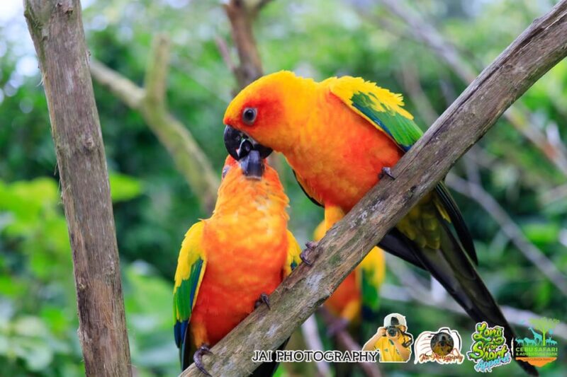 Cebu Safari & Adventure Park - Park Facilities and Amenities