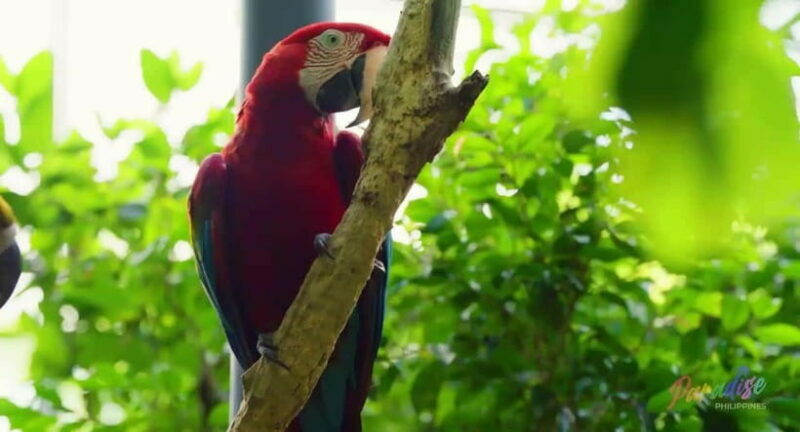 Cebu Safari & Adventure Park: Wildlife Tour with Transfers - Key Points