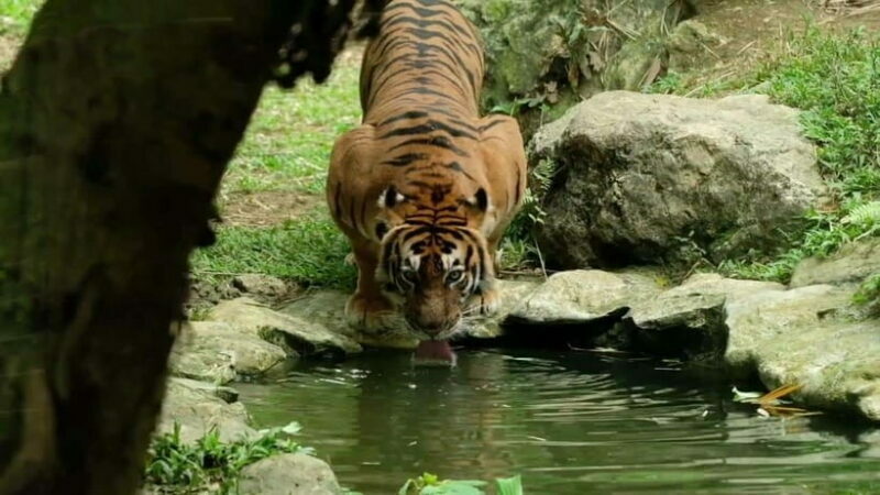 Cebu Safari & Adventure Park: Wildlife Tour with Transfers - Introduction: The Allure of Cebu Safari & Adventure Park